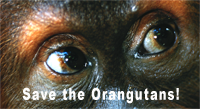 Save the orangutans