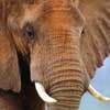 african elephant