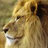 african lion