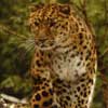 amur leopard