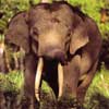 asian elephant