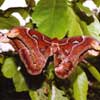 atlas moth