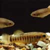 killifish