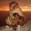 barbary macaque