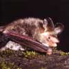 bechstein's bat