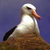 black-browed albatross