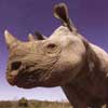 black rhino