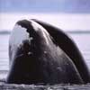 bowhead whale