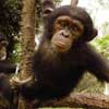 chimpanzee