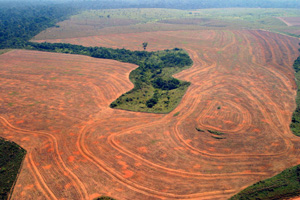 amazon deforestationl
