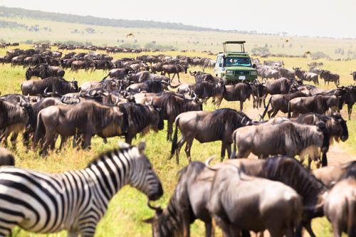 safari africa