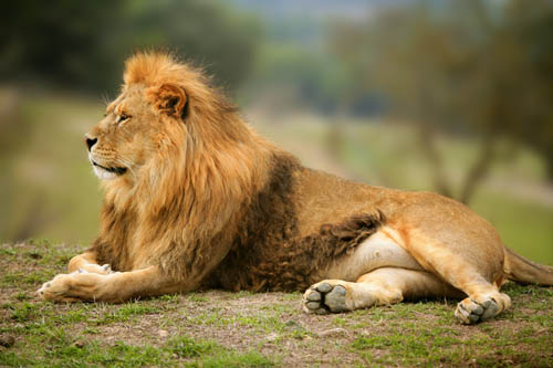 lion safari africa