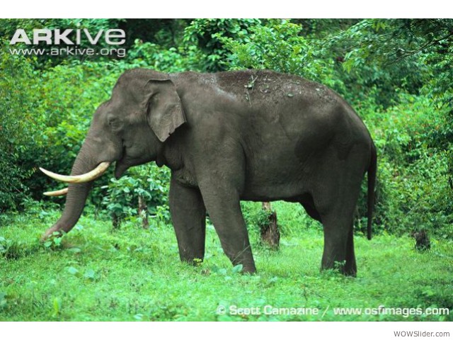 Asian Elephant - Elephas maximus            

Status: Endangered