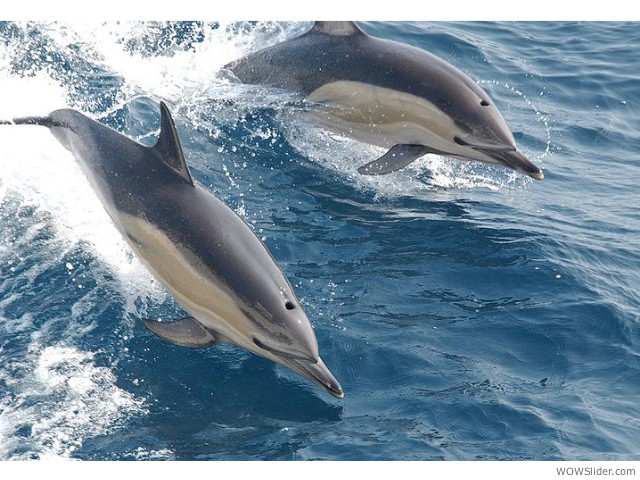 Atlantic and Pacific Common Dolphin - Delphinus delphis

         Status: Least Concern