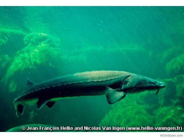 Atlantic Sturgeon - Acipenser sturio       

Status: Critically Endangered