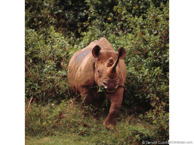 Black Rhinoceros - Diceros bicornis       

Status: Critically Endangered