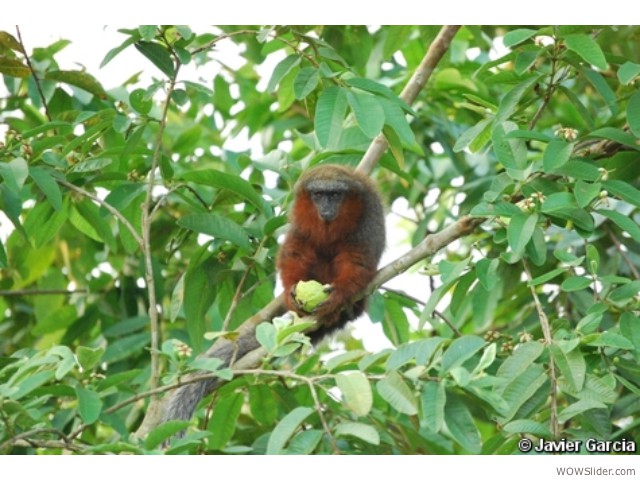 Caquet Tit Monkey - Callicebus caquetensis
         
Status: Critically Endangered