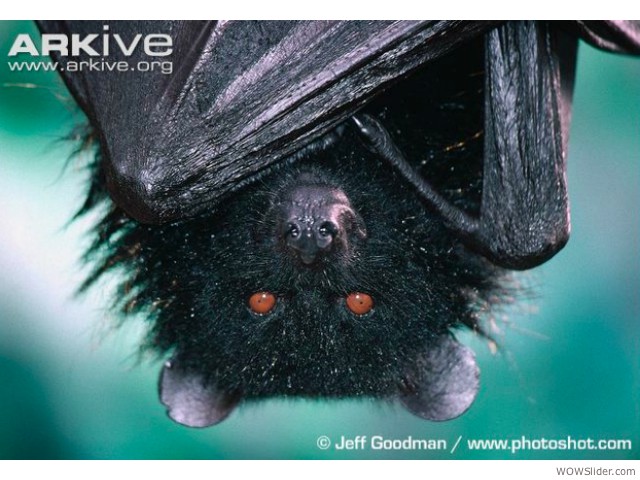 Comoro Black Flying Fox - Pteropus livingstonii

           Status: Endangered