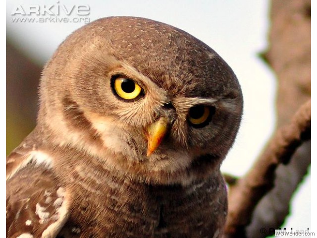 Forest Owlet - Heteroglaux blewitti
          
Status: Critically Endangered