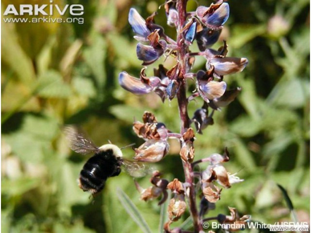 Franklin's Bumble Bee - Bombus franklini

        Status: Criticallly Endangered