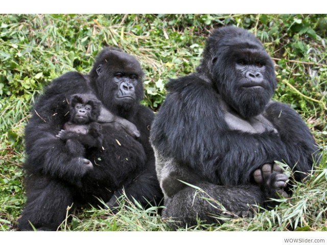 Gorilla gorilla - Gorilla gorilla
           
Status: Critically Endangered