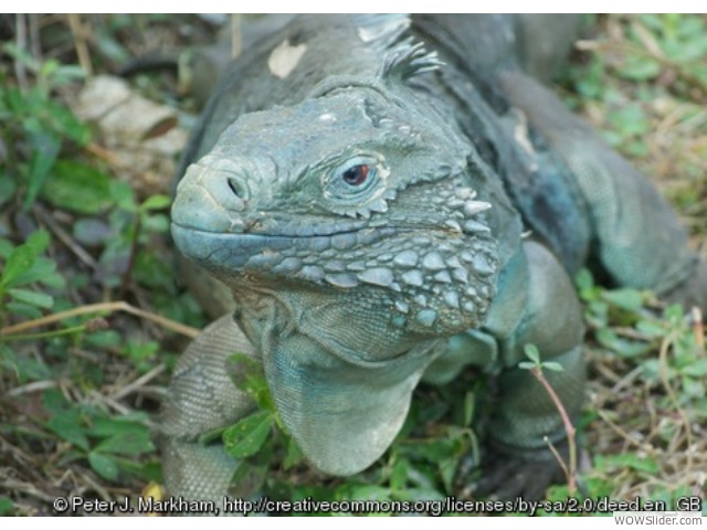 Grand Cayman Blue Iguana - Cyclura lewisi

                Status: Endangered
