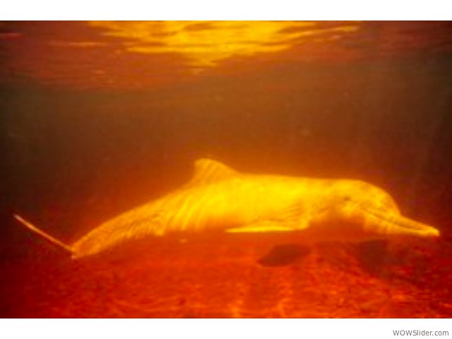 Gray Dolphin - Sotalia fluviatilis
                
Status: Data deficient