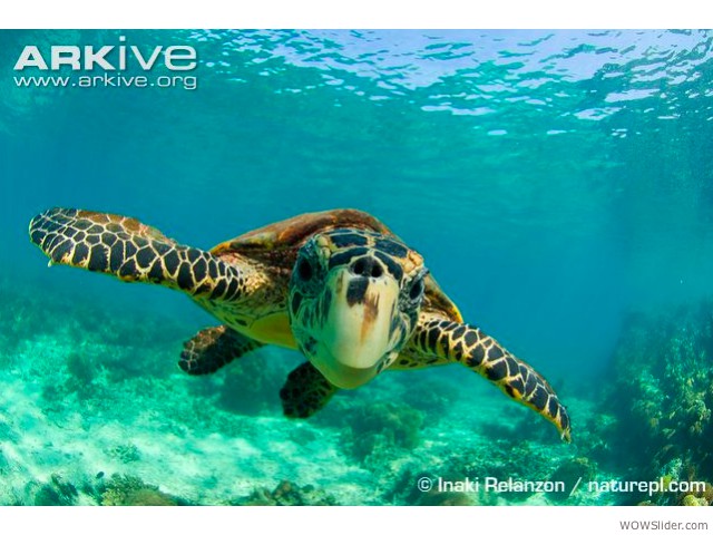 Hawksbill Turtle - Eretmochelys imbricata          

Status: Critically Endangered