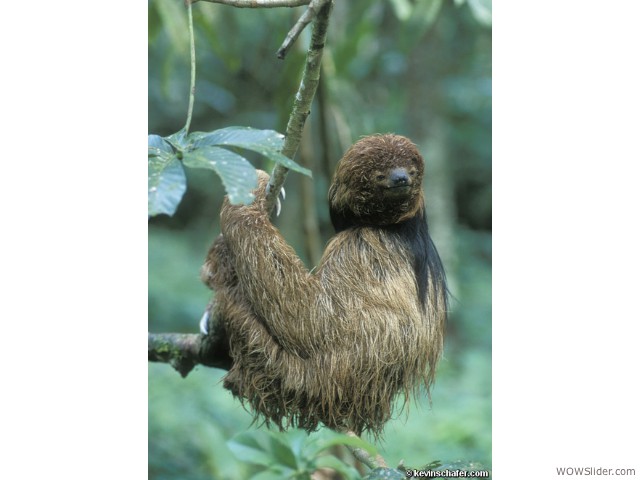 Maned Sloth - Bradypus torquatus

                 Status: Vulnerable