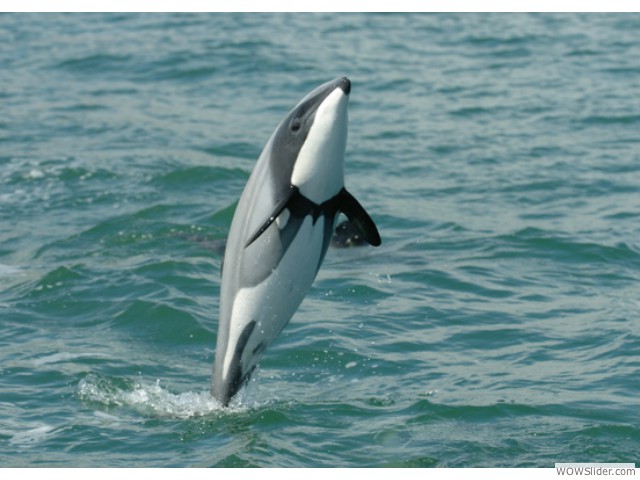 Maui Dolphin - Cephalorhynchus hectori maui                  

Status: Critically Endangered 