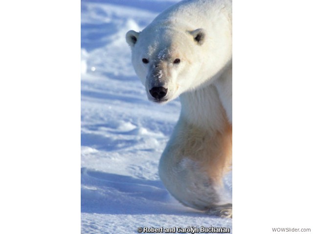 Polar Bear - Ursus maritimus
             
Status: Vulnerable - Critically Endangered