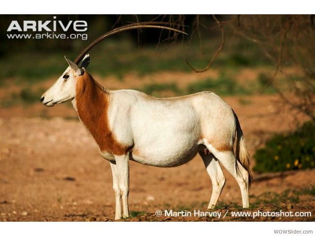 Scimitar-horned Oryx - Oryx dammah
           
Status: Extinct in the wild