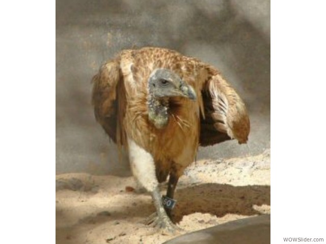 Slender-billed Vulture - Gyps tenuirostris
         
Status: Critically Endangered