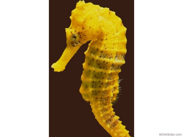 Slender Seahorse - Hippocampus reidi       

Status: Data Deficient