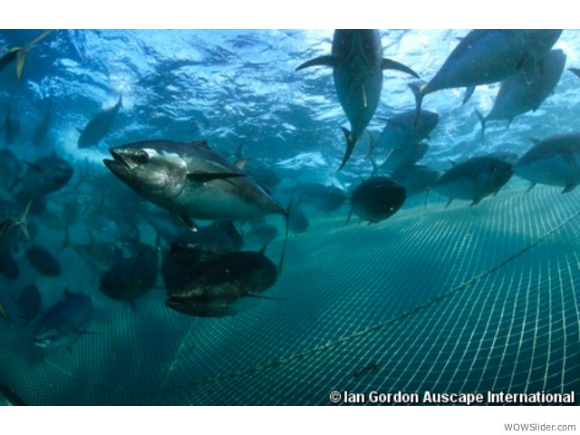 Southern Bluefin Tuna - Thunnus maccoyii

          Status: Critically Endangered