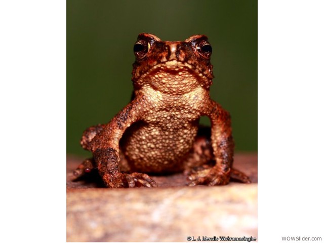 Sri Lankan toad species - Adenomus kandianus

       Status: Critically endangered - Extinct