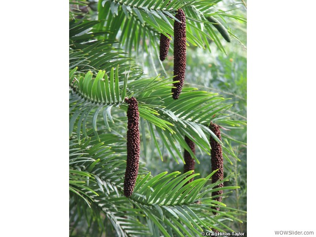 Wollemi Pine - Wollemia nobilis
            
Status: Critically Endangered