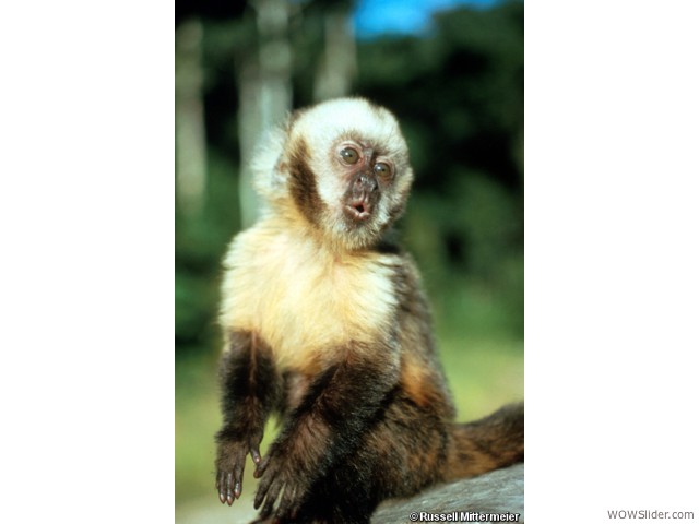 Yellow-breasted Capuchin - Cebus xanthosternos           Status: Critically Endangered