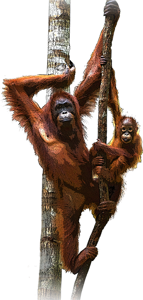 Going Ape