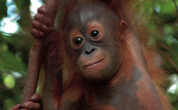 orangutan