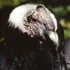 andean condor