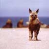 brown hyena