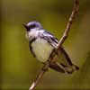 cerulean warbler
