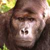 eastern lowland gorilla