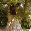 english elm