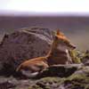 ethiopian wolf