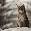 eurasian lynx