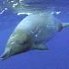 Gervais' Beaked Whale