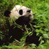 giant panda