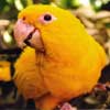 golden conure